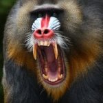 anrgy baboon