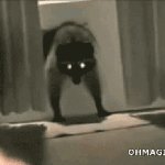 raccoon enters home