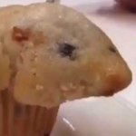 hamster muffin
