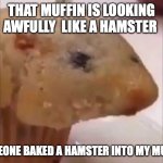 hamster muffin | THAT MUFFIN IS LOOKING AWFULLY  LIKE A HAMSTER; SOMEONE BAKED A HAMSTER INTO MY MUFFIN | image tagged in hamster muffin | made w/ Imgflip meme maker