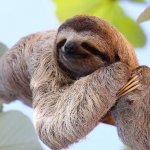 Sloth