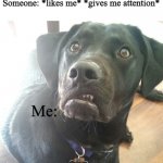 no you dont- | "Nobody likes me or gives me attention"; Someone: *likes me* *gives me attention*; Me: | image tagged in disgusted dog | made w/ Imgflip meme maker
