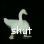 shut ducc GIF Template