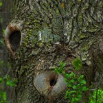 surprised tree