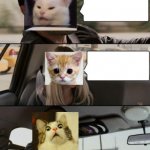 Cat driving