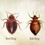Bedbugs vs Batbugs