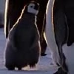 Annoyed Penguin GIF Template