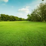Grass Scene