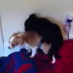 dogs mating GIF Template