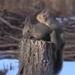 Squirrels mating GIF Template