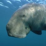 Bruh dugong
