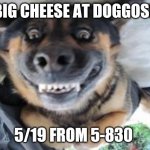 Big Cheese | BIG CHEESE AT DOGGOS! 5/19 FROM 5-830 | image tagged in crazy dog | made w/ Imgflip meme maker