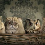 cats with owl