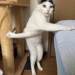 balance cat