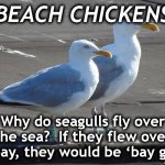 SEAGULLS | BEACH CHICKENS; Why do seagulls fly over the sea?  If they flew over the bay, they would be ‘bay gulls’. | image tagged in seagulls | made w/ Imgflip meme maker