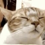 Cat vibing GIF Template