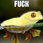 frog duck meme