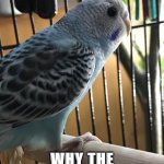 I have no idea why the caged bird sings | I HAVE NO IDEA; WHY THE CAGED BIRD SINGS | image tagged in birds,cage,sing,song,songbird | made w/ Imgflip meme maker