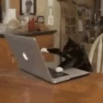 Cat mashing keyboard meme