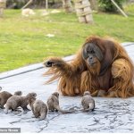 Explaining orangutan