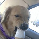 Dog eating ice cream angrily