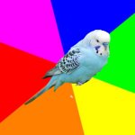 Budgie Meme