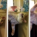 cat trys to drink water
