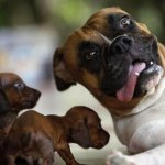 Dog with puppies boxer and dachshunds???