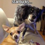 Dogs did you hear that starbucks