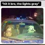 Dogs driving car at night