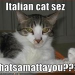 Kitty cat italian 4