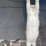 Enthusiastic cat is enthusiastic