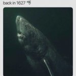 Grandpa shark fodododod | image tagged in memes | made w/ Imgflip meme maker