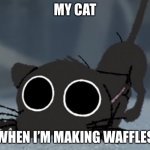 Kitbull BIG EYES | MY CAT; WHEN I’M MAKING WAFFLES | image tagged in kitbull big eyes | made w/ Imgflip meme maker