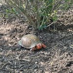 Darth Maul Turtle