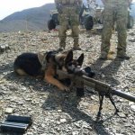 Military dog with gun tripod