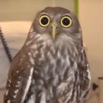 Surprised owl