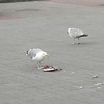 Disgusted Seagull