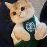 How do you like my new apron? | Thank you for your order. I will knock it off the edge of the counter when it's ready. | image tagged in kitty barista,funny | made w/ Imgflip meme maker