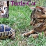 Turtle-Cat announcement template (made by Akifhaziq)