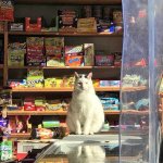 Bodega Cat