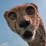 Surprised cheetah