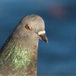 Angry pigeon meme