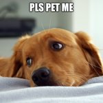 1 dog emoji commented=1 pet for this dog | PLS PET ME | image tagged in sad golden retriever dog,dogs,cute dog,golden retriever,cute,petting | made w/ Imgflip meme maker