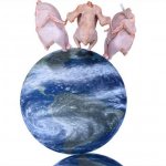 Weird stock photos 2 raw chickens top of world