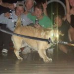 Dog with sword and glowing eyes meme