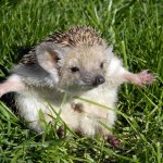 Hedgehog sil vous plait