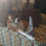 Dog interrupted from reading paper