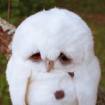 Sad Owl