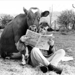 Man and cow reading newspaper b/w